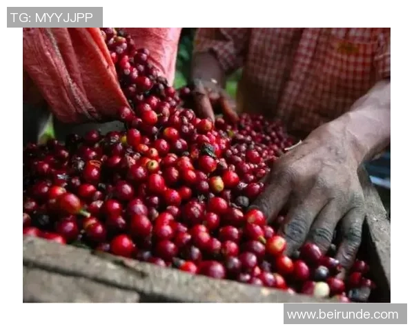 足球明星中控大师咖啡带你领略绿茵场上的激情与风味 足球明星中控大师咖啡带你领略绿茵场上的激情与风味